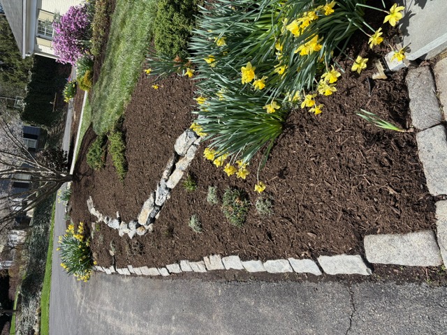 Mulched bed with daffodils and stone edging along a driveway